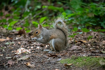 Naklejka na ściany i meble Grey Squirrel eating a nut in woodland