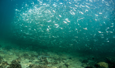 Fototapeta na wymiar A school of fish of several different species.