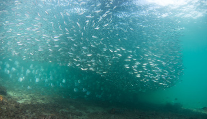 A school of fish of several different species.