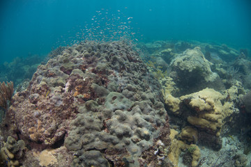 Fototapeta na wymiar Underwater Landscape With Coral and Various Fish