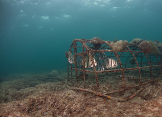 Underwater Landscape  With Coral and  Various Fish