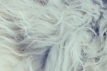 White fur winter background. Close up