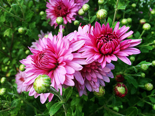 Pink chrysanthemum flower in the garden