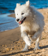 White dog Samoyed walks on the shore of the Baltic Sea