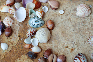 Shells on stone patio