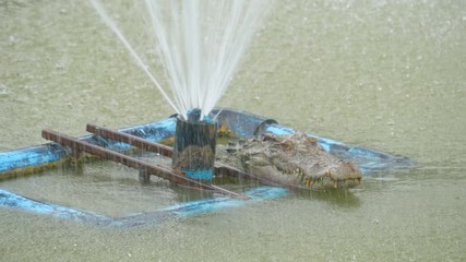 Video 4k of crocodile swimming in the water