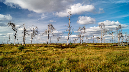 Naklejka premium Noir Flohay - Hautes Fagnes