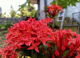 beautiful red flowers in the garden