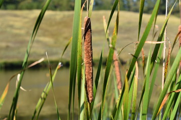 reed in the wind