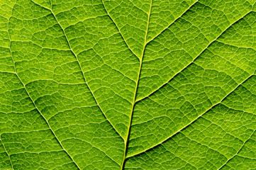 Fototapeta na wymiar Green leaf texture, close-up. Abstract nature background.