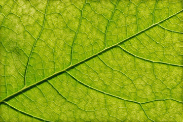 Obraz na płótnie Canvas Green leaf texture, close-up. Abstract nature background.
