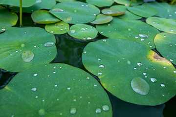 Water drops on the lotus leaf