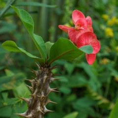 Image of amazing blooming cactus. Thailand