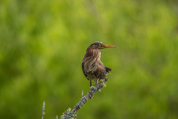 Juvenile green heron