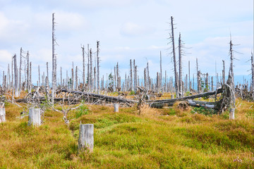 Fototapeta na wymiar Natural forest regeneration without human intervention in national park Sumava (Bohemian Forest) near Polednik mount. Forest was destroyed in storm Kyrill and attacking by bark beetle, Czech Republic