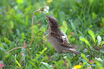 Sparrow eating dandelion seeds in a meadow, green blurred grass at background