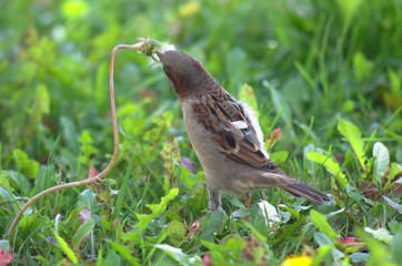 Sparrow eating dandelion seeds in a meadow, green blurred grass at background
