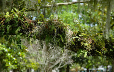 Spanish moss and ferns on a live oak branch