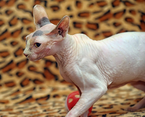 pink sphinx cute and funny