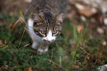 Naklejka na ściany i meble Young striped brown white cat lurks in the green grass during the hunt before the attack, before the jump, pricked up ears, with big eyes, white paws and short hair on a cloudy summer day