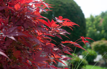 red leaves of a maple tree in a garden