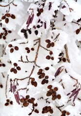 dry plants covered with snow