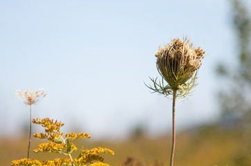 Maritime carrot in a wild flower field