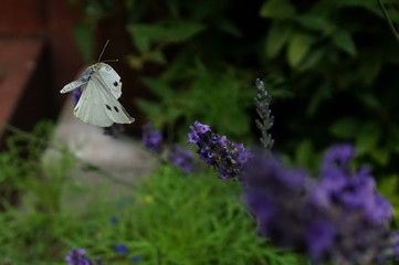 Biały motyl w locie nad lawendą w ogrodzie
