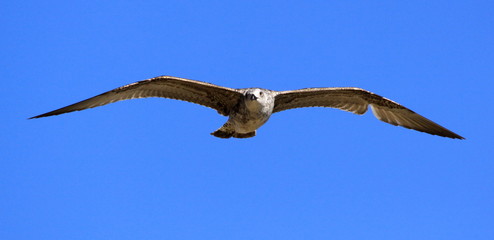 gaviota n