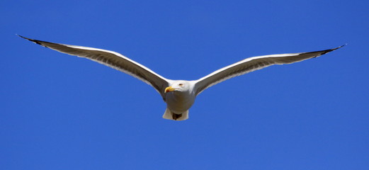 Gaviota blanca volando frontal alas desplegadas simétricas cielo azul