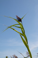 Common reed
