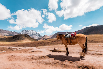 Horse stands lonely in the Peruvian countryside, in the background mountains of Peru, snow covered Andes near Cusco