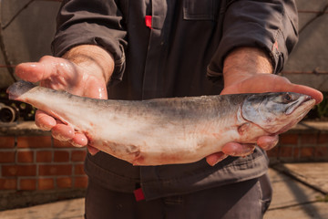 adult man with salmon fish. Rough, overworked male hands of a fisherman closeup. production of red caviar. preparation for eating northern marine red fish. pink salmon fish. authentic rural fishing.