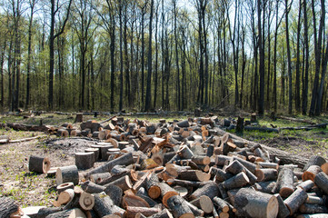 deforestation. destruction of nature. logging. environmental damage