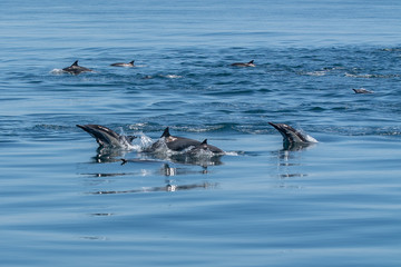 Fototapeta premium Dolphins