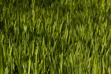 green eco background. dense thickets of bright green juicy fresh grass. fluffy thick lawn. care for your own garden, growing plants. landscape design.