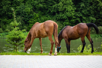 brown horses on green grass near the river