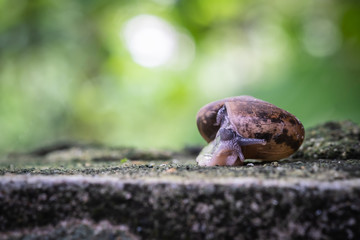 close up view of snail crawling on cement floor