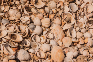 Small sea shells. a scattering of light shells. eco background. Protection of the seas and oceans, protection of nature and ecology. study of marine mollusks. Eco-friendly natural sources of calcium.