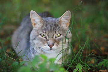 Naklejka na ściany i meble Grey frightened cat in the green grass