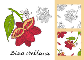 Bixa orellana (annatto, achiote) set with seamless patterns.