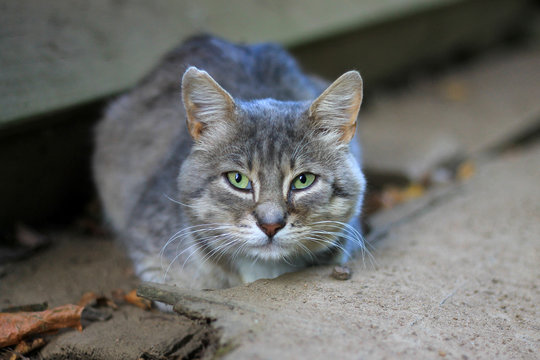 Grey cat near a wood fence - fear emotion concept