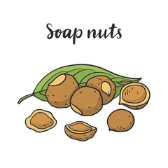 Sapindus mukorossi (soap nuts, soapberry, washnut).