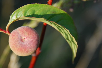 Tellerpfirsich Plattpfirsich  Obst  mit dem Ast