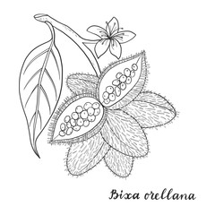 Bixa orellana (annatto, achiote).