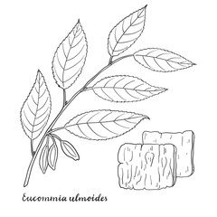 Eucommia ulmoides (Hardy Rubber Tree).