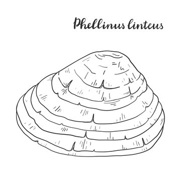 Phellinus linteus. Vector illustration.