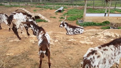 A herd of rustic goats closed in the paddock, walk in nature.