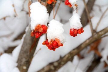 A branch with Sorbus aucuparia fruit covered with snow