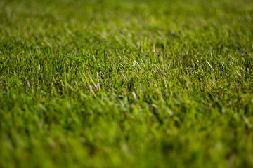 green grass carpet in the approach